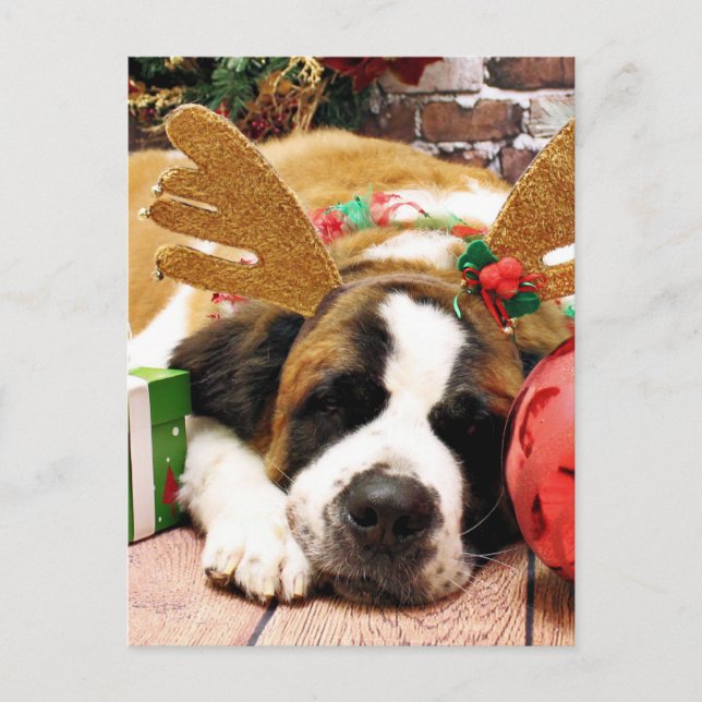 Christmas - Saint Bernard - Blue Holiday Postcard (Front)