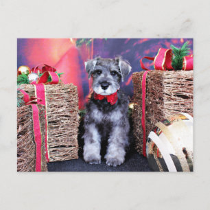 Christmas - Schnauzer - Gunner Holiday Postcard