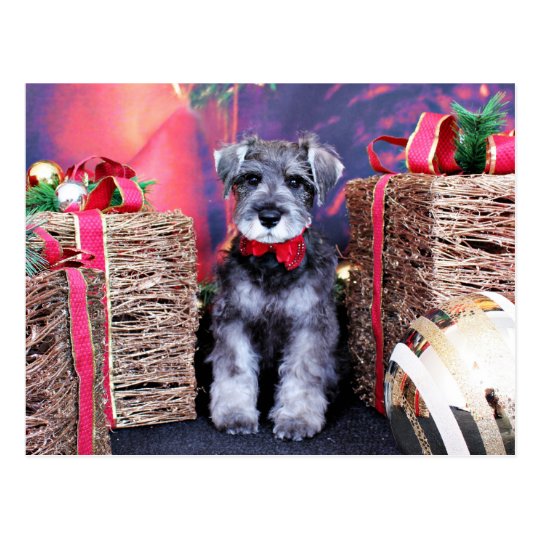 Christmas - Schnauzer - Gunner Postcard