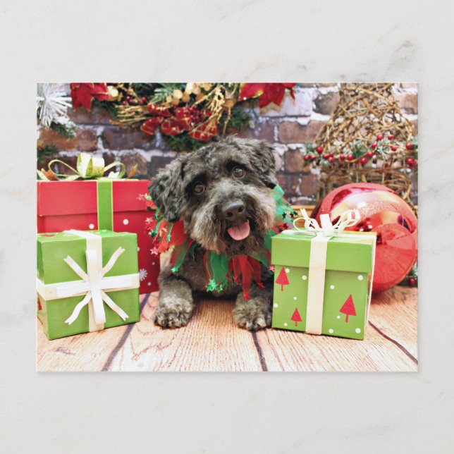 Christmas - Schnoodle - Dexter Holiday Postcard (Front)