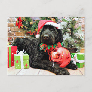 Christmas - Schnoodle - Zeus Holiday Postcard