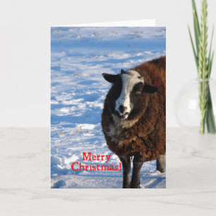 Christmas Sheep Holiday Card