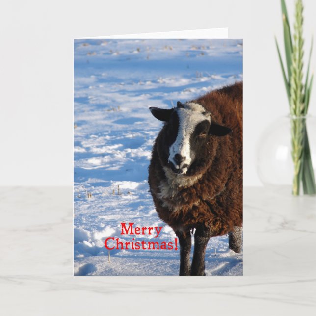 Christmas Sheep Holiday Card (Front)
