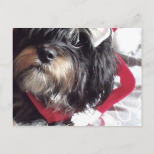 Christmas Shih Poo Holiday Postcard