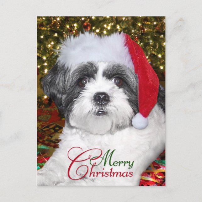 Christmas Shih Tzu Dog Holiday Postcard (Front)