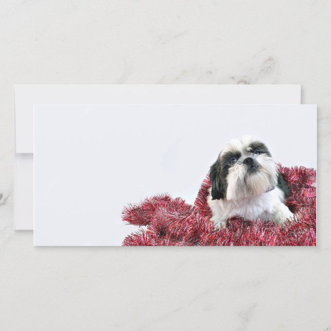 Christmas Shih Tzu Holiday Card (Front)