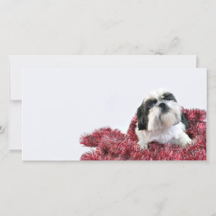 Christmas Shih Tzu Holiday Card