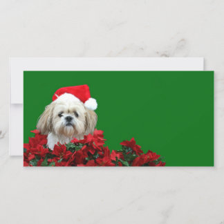 Christmas Shih Tzu Holiday Card