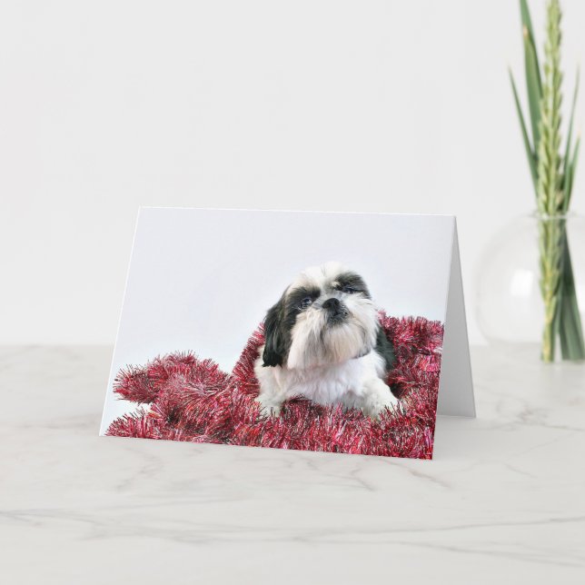 Christmas Shih Tzu Holiday Card (Front)