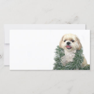 Christmas Shih Tzu Holiday Card