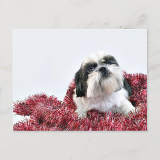 Christmas Shih Tzu Holiday Postcard