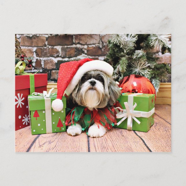 Christmas - Shih Tzu - Vince Holiday Postcard (Front)