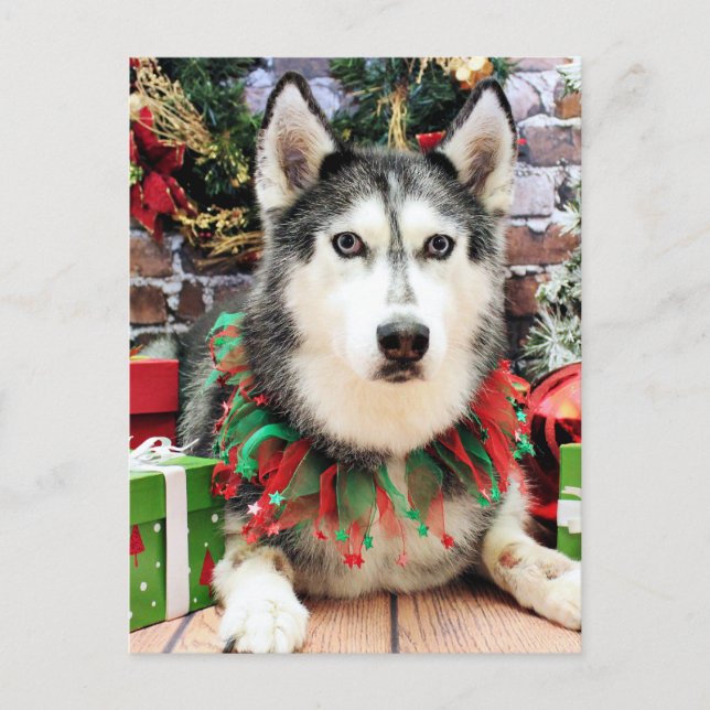 Christmas - Siberian Husky - Nika Holiday Postcard (Front)