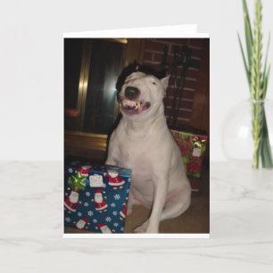 christmas smile bull terrier holiday card