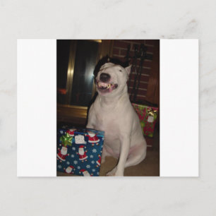 christmas smile bull terrier holiday postcard
