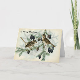 Christmas Sparrows on Pine Tree Branches Holiday Card