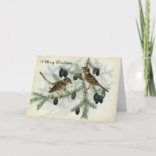 Christmas Sparrows on Pine Tree Branches Holiday Card (Front)