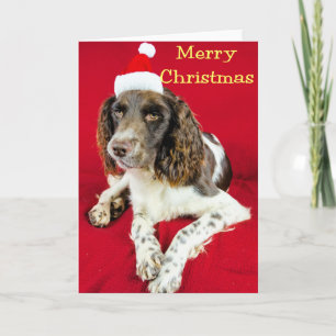 Christmas Springer Holiday Card