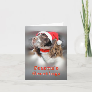 Christmas Springer Spaniel Card