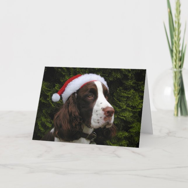 Christmas Springer Spaniel Christmas Card (Front)