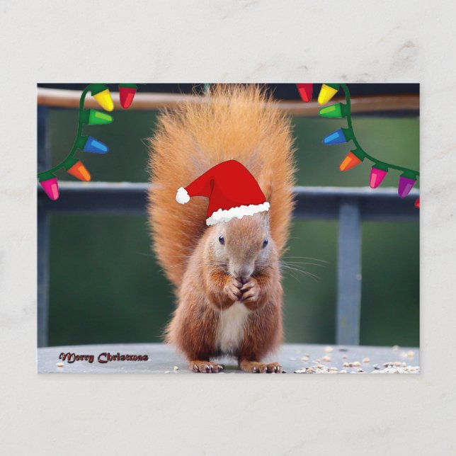 Christmas Squirrel Eating Postcard (Front)
