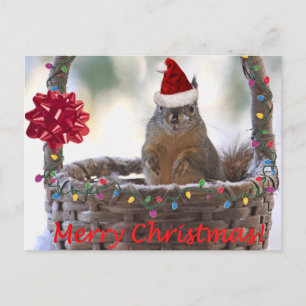 Christmas Squirrel in Basket with Snow Holiday Postcard