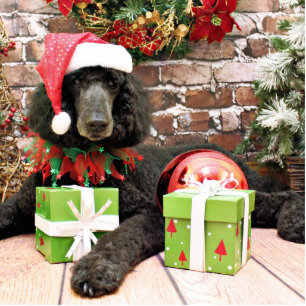 Christmas - Standard Poodle - Bronco Standing Photo Sculpture
