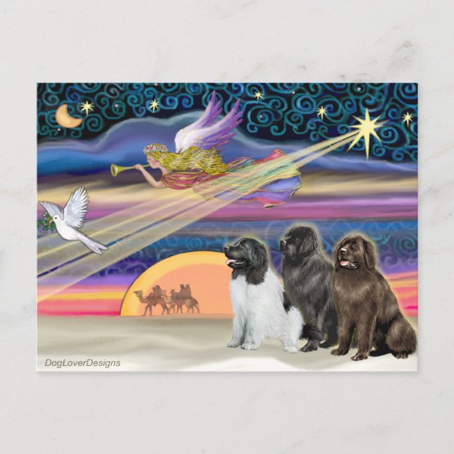 Christmas Star - Newfoundland (three) Holiday Postcard (Front)