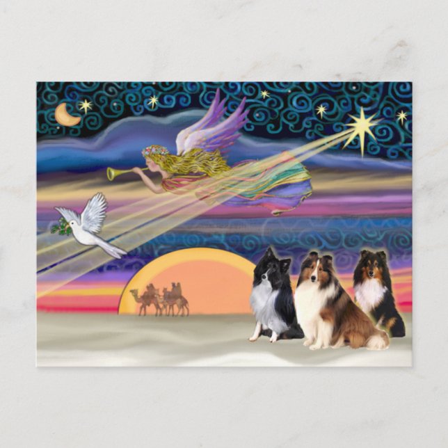 Christmas Star - Shetland Sheepdogs (three) Holiday Postcard (Front)