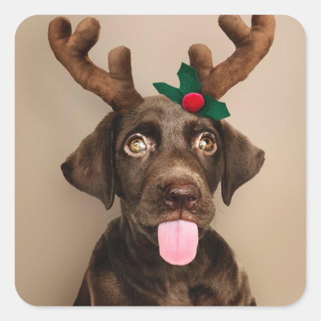 CHRISTMAS STICKERS CHOCOLATE LAB W/ REINDEER HORNS (Front)
