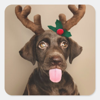 CHRISTMAS STICKERS CHOCOLATE LAB W/ REINDEER HORNS