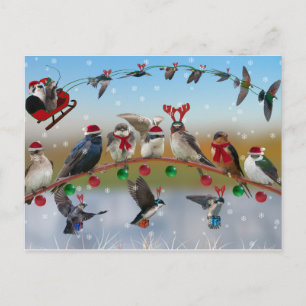 Christmas Swallows Holiday Postcard
