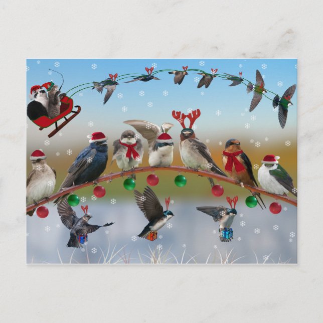 Christmas Swallows Holiday Postcard (Front)