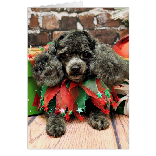 Christmas - Toy Poodle - Annie Card