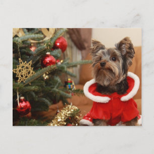 Christmas Tree And Yorkie Puppy Holiday Postcard