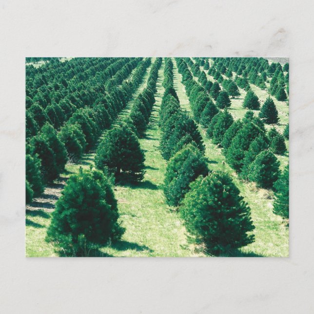 Christmas Tree Farm Holiday Postcard (Front)