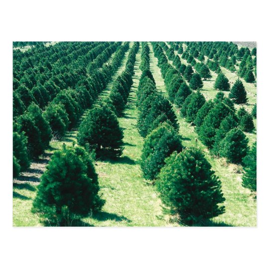 Christmas Tree Farm Postcard