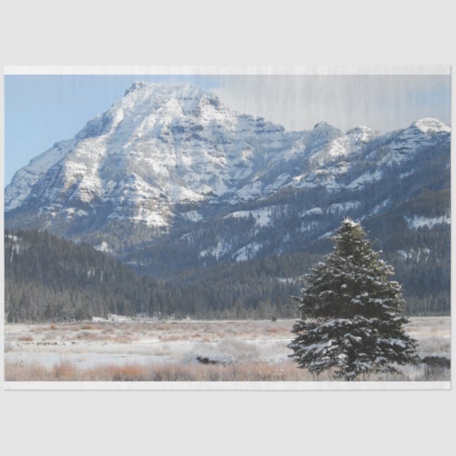 Christmas Tree Tissue Paper (Front)