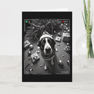 Christmas Treeing Walker Coonhound Caught On Camer Card