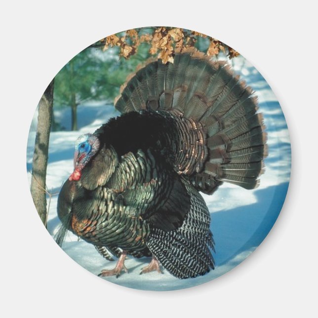 Christmas Turkey Thanksgiving Bird Winter Wildlife Magnet (Front)