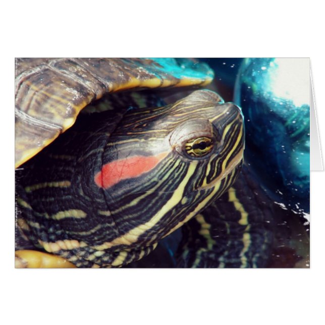 Christmas Turtle (Front Horizontal)