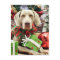 Christmas - Weimaraner - Lucy