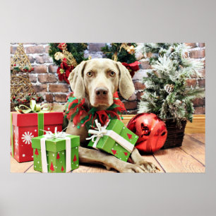 Christmas - Weimaraner - Lucy Poster