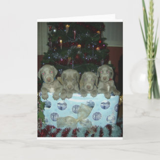 Christmas Weimaraner Puppies Holiday Card