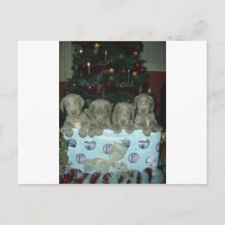 Christmas Weimaraner Puppies Holiday Postcard
