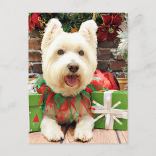 Christmas - Westie - Lucky Holiday Postcard