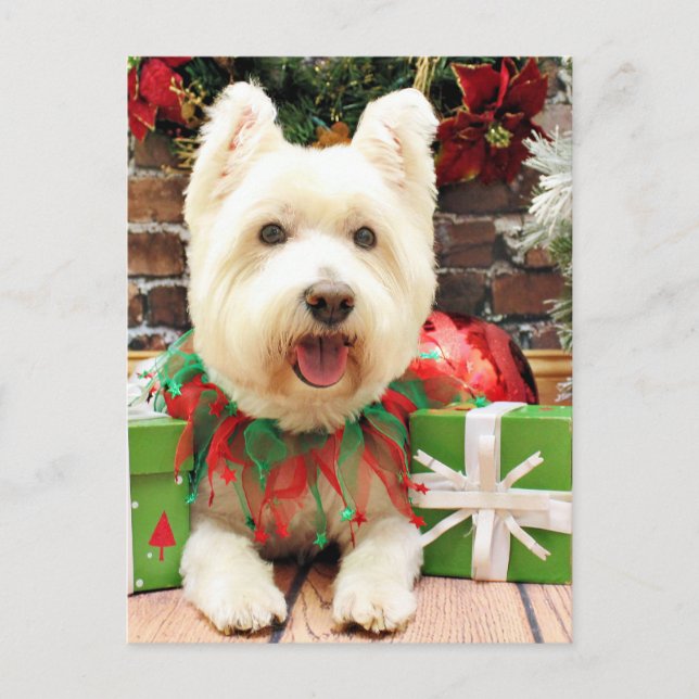 Christmas - Westie - Lucky Holiday Postcard (Front)