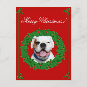 Christmas White Boxer postcard