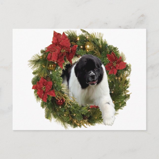 Christmas Wreath Newf Landseer Holiday Postcard (Front)