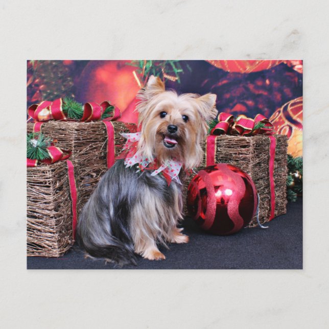 Christmas - Yorkie - Abby Holiday Postcard (Front)